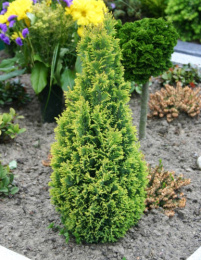 Кипарисовик Лавсона Эллвудс Голд, P9 20-25, без упаковки в контейнере Colorline