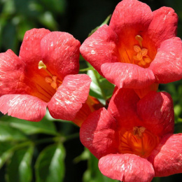 Кампсис укореняющийся Фламенко, Р9, в цветной коробке Colorline