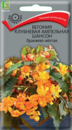 Бегония Шансон оранжево-желтая ампельная клубневая 10шт. цветной пакет Поиск