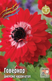 Анемона Говернор  5шт. Эконом Colorline