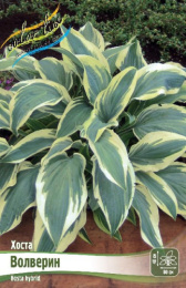 Хоста Волверин 1шт. Colorline