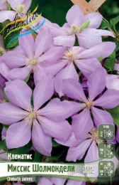 Клематис Миссис Шолмондели 2шт. Colorline