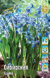 Сцилла Сибирская  5шт. Эконом Colorline