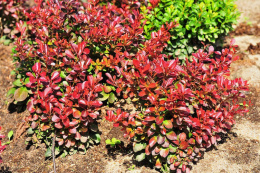 Барбарис Тунберга Атропурпурея Нана, Р9, в цветной коробке Colorline