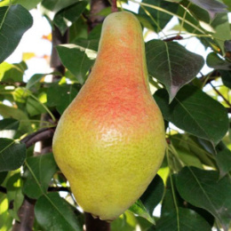 Груша Яковлевская Волжский Сад