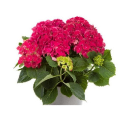 Гортензия крупнолистовая Хай Файр, P12, без упаковки в контейнере Colorline