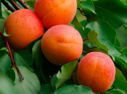 Абрикос Графиня Волжский Сад