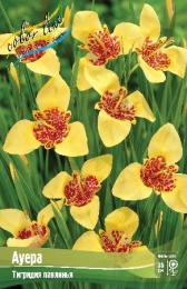 Тигридия Ауера  3шт. Эконом Colorline