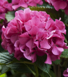 Гортензия крупнолистовая Мася, Р9, без упаковки в контейнере Colorline