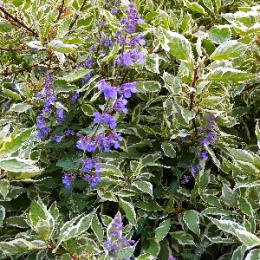 Дёрен белый Элегантиссима, P9, в цветной коробке Colorline