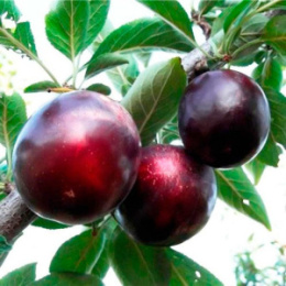 Шарафуга Волжский Сад