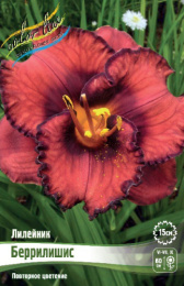 Лилейник Беррилишис 1шт. Colorline