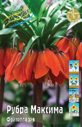 Фритиллярия Рубра Максима 1шт. Colorline