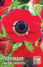 Анемона Голландия  5шт. Эконом Colorline