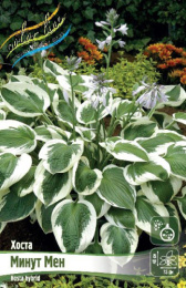 Хоста Минут Мен 1шт. Colorline