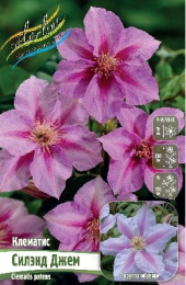 Клематис Силэнд Джем 2шт. Colorline