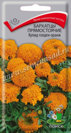 Бархатцы прямостоячие (Тагетес) Купид голден оранж 0,2г цветной пакет Поиск