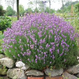 Лаванда узколистная Дварф Блю, P9, без упаковки в контейнере Colorline