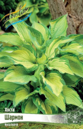 Хоста Шармон 2шт. Colorline