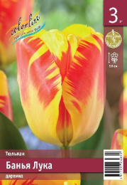 Тюльпан Банья Лука  3шт. Эконом Colorline