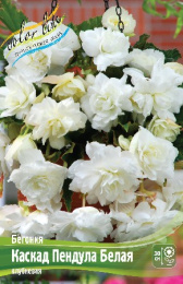 Бегония Каскад Пендула белая 3шт. Colorline