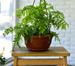 Кашпо подвесное пластиковое Венеция с поддоном d-25,5см 4,0л терракотовый 5plast 5PL0352