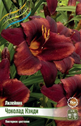 Лилейник Чоколад Кэнди 1шт. Colorline