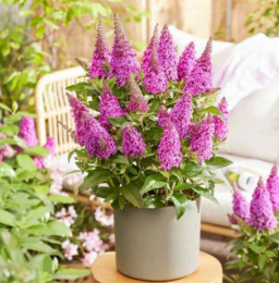 Буддлея Давида Баттерфляй Кенди Литтл Церизе, P9, без упаковки в контейнере Colorline