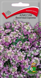 Алиссум Фиолетовая королева 0,3г цветной пакет Поиск