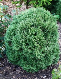 Туя западная Вотерфилд, P9 10-15, без упаковки в контейнере Colorline