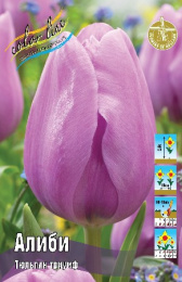 Тюльпан Алиби  7шт. Colorline