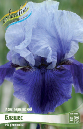 Ирис германский Блашес 1шт. Colorline