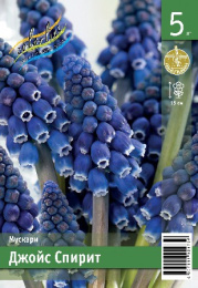 Мускари Джойс Спирит  5шт. Эконом Colorline