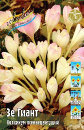Колхикум Зе Гиант (осенний) 1шт. Colorline