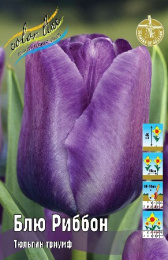 Тюльпан Блю Риббон  8шт. Colorline