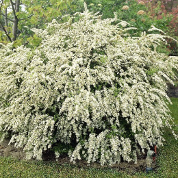 Спирея Вангутта, Р9, в цветной коробке Colorline