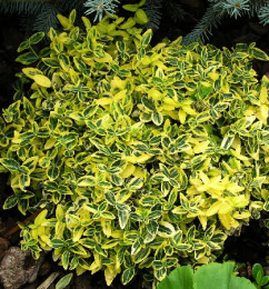 Бересклет Форчуна Эмеральден Голд, Р9, в цветной коробке Colorline