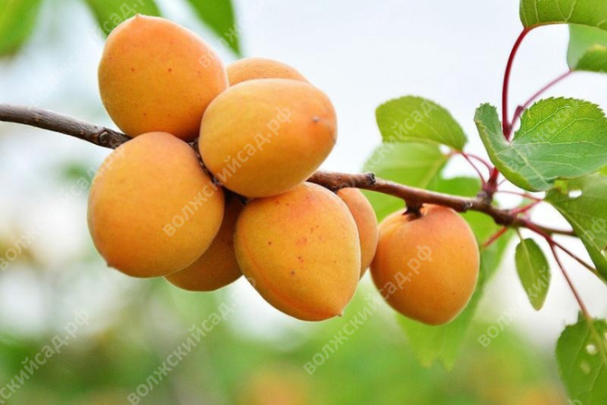 Абрикос Царский Волжский Сад