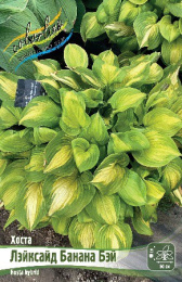 Хоста Лэйксайд Банана Бэй 1шт. Colorline