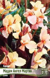 Канна Мадам Ангел Мартин коричневый лист 1шт. Colorline