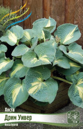 Хоста Дрим Уивер 1шт. Colorline