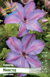 Клематис Министер 1шт. Colorline