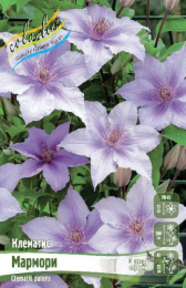 Клематис Мармори 2шт. Colorline