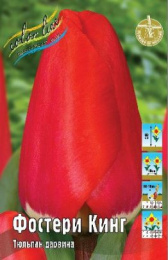 Тюльпан Фостери Кинг  8шт. Colorline