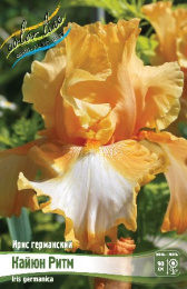 Ирис германский Кайюн Ритм 1шт. Colorline