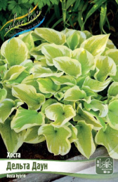 Хоста Дельта Даун 1шт. Colorline