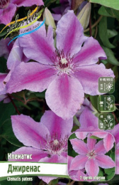 Клематис Джиренас 2шт. Colorline