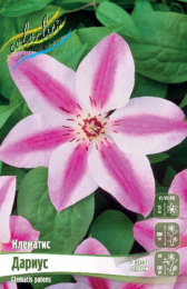 Клематис Дариус 2шт. Colorline