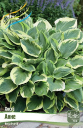 Хоста Анне 1шт. Colorline