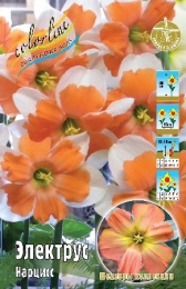 Нарцисс Электрус 2шт. Colorline